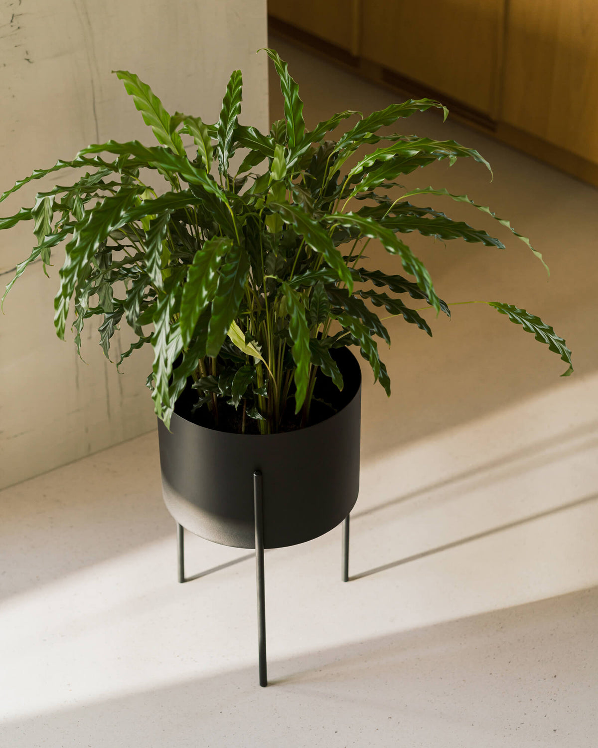 black pot plant Maki Plant Pot Wide - indoor & outdoor, black pot, 30 cm